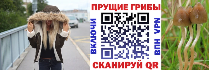 Псилоцибиновые грибы Psilocybe  Бийск 
